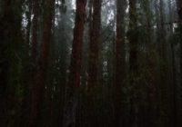 sector-prusia-wald