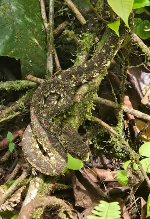 Schlange in Costa Rica - Rio Celeste