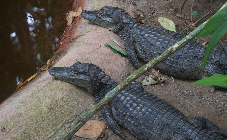 Zwei junge Kaimane am Wasser